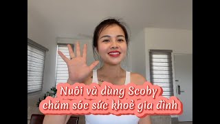 Nuôi và dùng Scoby (Kombucha) chăm sóc sức khoẻ gia đình