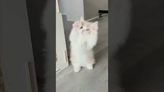 funny cats cute cats videos 28#shorts #funny #cat #cute #funnycats #cats #kitten #animals #pets #dog