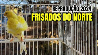 REPRODUÇÃO 2024: Machos de FRISADOS DO NORTE escolhidos