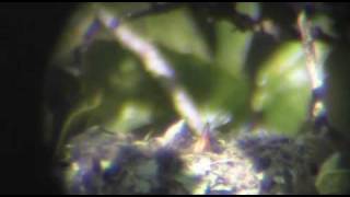 Hummingbird Chicks Being Fed