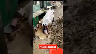 cow in trouble 😭😭#viral #youtubeshorts #animals #cow | animal video #sad #sadsong #sadstatus