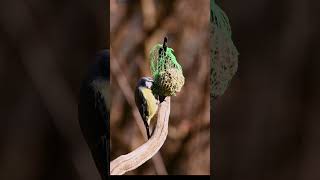 Cinciarella #nature # birds