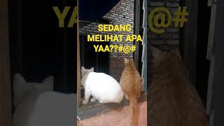 Sedang melihat apa yaa???