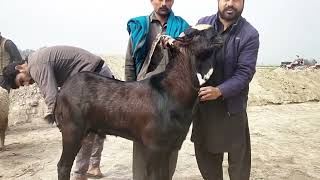 Bakra Mandi Pakistan | Machhiwal Bakra Mandi Update | Breeder Goats |قربانی کے لیے بکرے | Mandi 2024