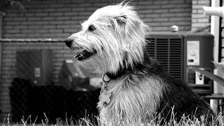 Buddy the Dog enjoying the outdoor breeze