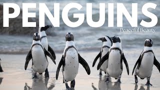 Penguin Paradise | Antarctic Adventures