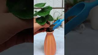 How to planting flowers in cup bottle so beautiful amazing #garden #flowers