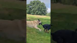 Kangal knocks over Doberman #kangal #doberman #dogshorts #dogs #anadoluçobanköpeği #vs  #realdog #k9