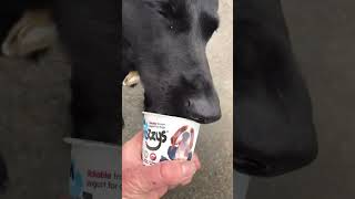 Dog Ice cream what a great invention￼ #oxfordcitydog ￼