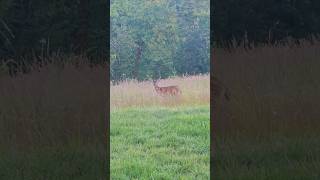 A Deer Walking Through Grass #nature #wildlife #mourningdove