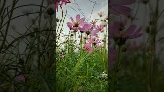 Lost in thailand. Found a flower field. #thailand #chiangmai #outnaboutkp #sunset #gotlost #flower