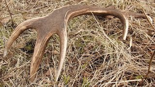 Three Red deer antlers found  in the same area / trzy zrzuty jelenia 2019