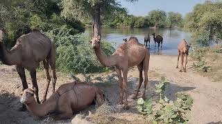 Camels: The Jungle's Most Mysterious Inhabitants || Male and Female Camel in Jungle