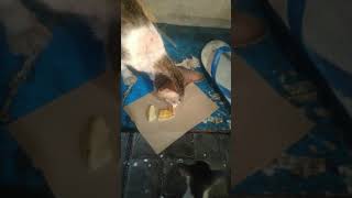 Kucing Milenial.. makan nya serabi 😂