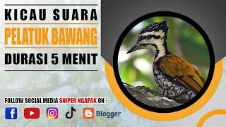 HAMPIR PUNAH SUARA BURUNG PELATUK BAWANG BETINA