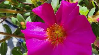 Pink flowers Portulaca Mega Pazzaz by Stephanie L Watts