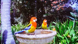 Eastern rosella, characteristic red head, artistic masterpiece that stands the test of time