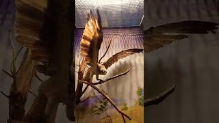 15.09.24 Музей природы. Приокско-Террасный заповедник #shorts  #заповедник #animals #birds #museum