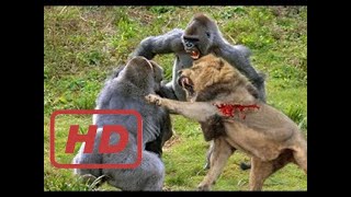 EXTREME Big Cat Hunt fierce ⇵ Most Amazing Wild Animal Fights