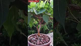 50 வருஷ மரத்த Pet -ஆ வளர்க்கலாமா!!??Best Bonsai Plants #bonsaiplant #bestbonsaiplants