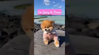 I'm going to Dance #funnydogs #dog #dance