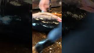 Record Breaker 442kg Super Giant Bluefin Tuna Trimmed in Seconds