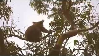 Great Ocean Road - Koalas