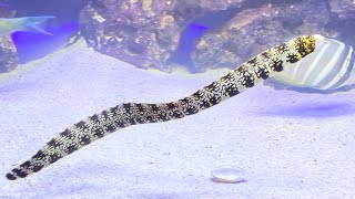 Beautiful Snowflake Moray Eel