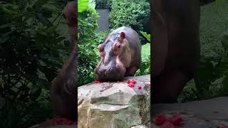 [Mr. Tapir] Hippo eats watermelon