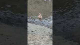 Rabbit vibin in a puddle