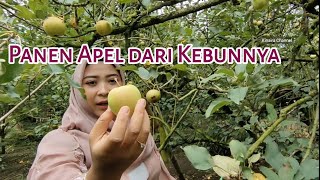 Panen Apel langsung dari kebunnya # Malang