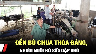 Đền bù chưa thỏa đáng, người nuôi bò sữa gặp khó