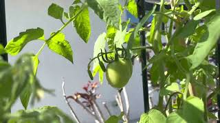 Tour of my Veggies Garden late October Raised beds Homestead Florida