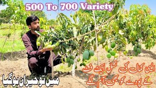 Unique Mangos🥭 Farm 700 Variety in Single Farm