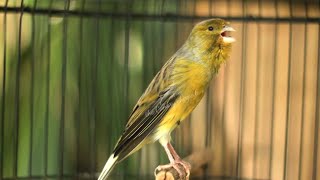 the sound of canaries tempts all canaries to sing