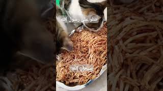 سبحان الله مافيني مافطرن كل يوم لقططي بخاف رب العالمين يحاسبني الانن جوعانين وانا عندي اكل طعمين 😿