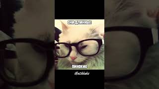 Помнишь Фэйса? #рекомендации #russianmusic #face #коты #котик #музыка