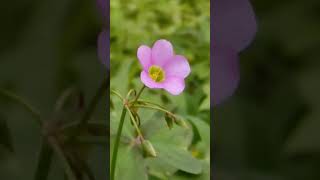 green world flower garden | Tamilnadu State