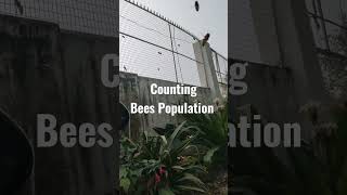 Bees Population #shorts #bees #apiculture #apismellifera