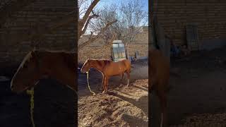 Sounds like this horse 🐎 is very tired 😴| #shorts #nature #short