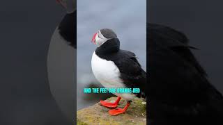 The Puffin - Clown Of The Sea | One Of The Most Beautiful Bird #shorts