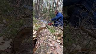 🌳 Forest Cleaning: 🪚 Cutting Fallen 🌲 Tree