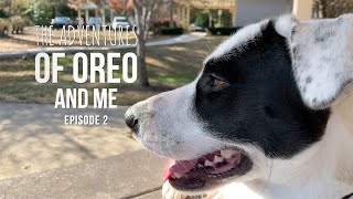 The Adventures of Oreo and Me - Ep 002 'Piano In the Park'