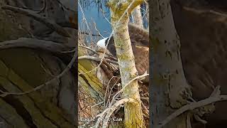 Eagle nest building INWR #eaglecam #baldeagle  #IroquoisNWR #nestbuilding