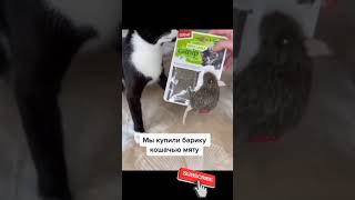 Funny cat mint, кошачья мята, funny catnip