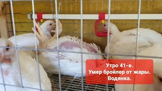 Утро 41-е. Выращивание бройлеров росс 308. Умер цыпленок. Водянка. Бройлерам очень жарко.