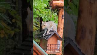 Gray Squirrel swinging #Squirrel #wildlife #cuteanimal #squirrelwatching