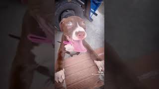 Pitbull monster  no tiktok ❤️#shorts #tiktok #reels #exlporepage #explore #reelsinstagram