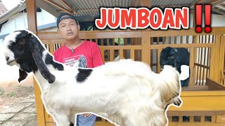 DI JUAL BETINA JUMBOAN‼️