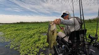 Big Delta Bass! #bassfishing #fishing #californiadelta #kayakfishing